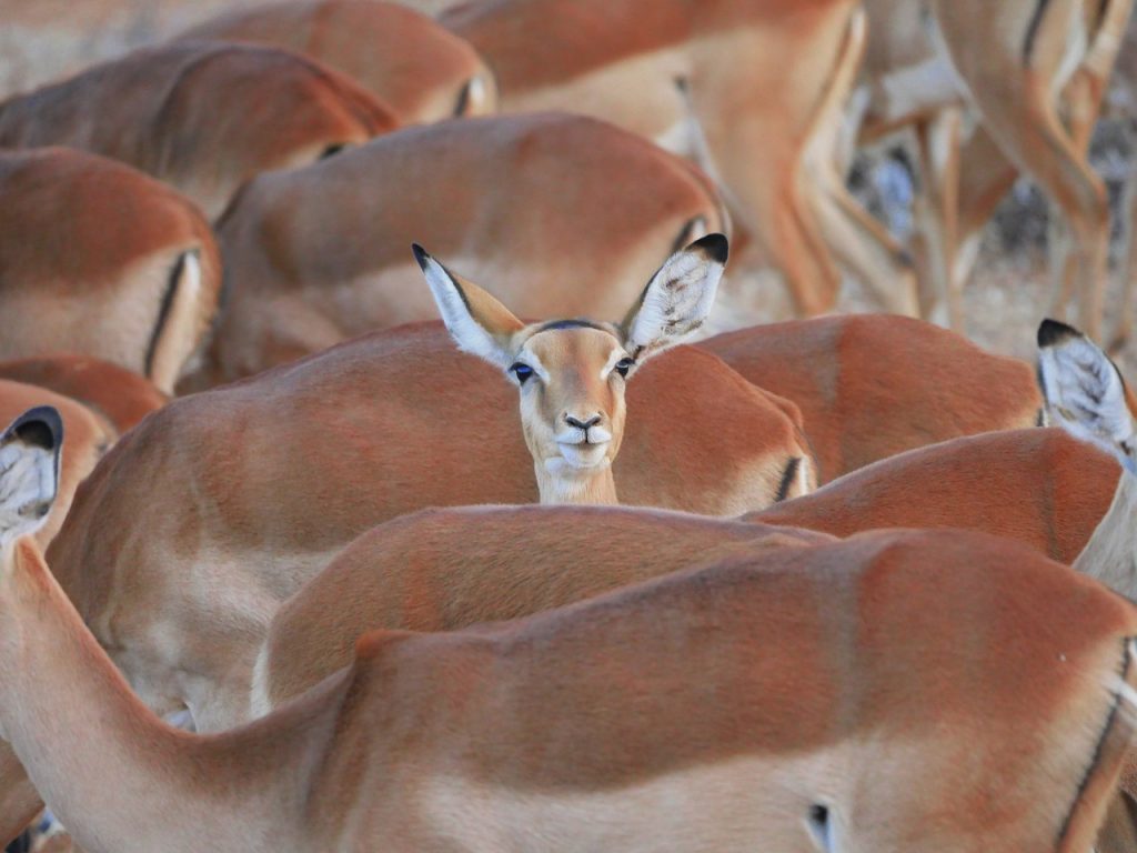 impala, herd, center-2668617.jpg